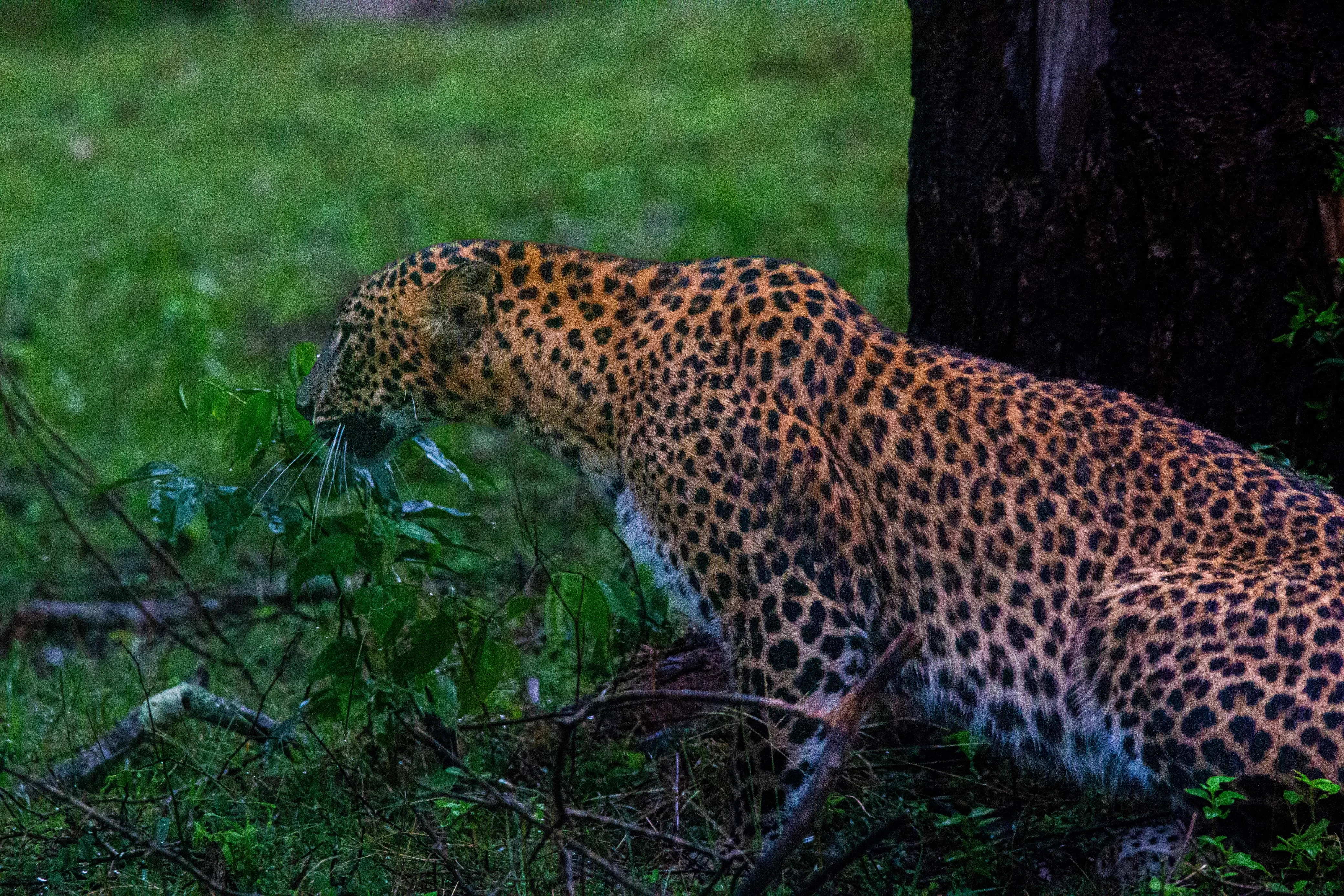 Leopard in Yala National Park